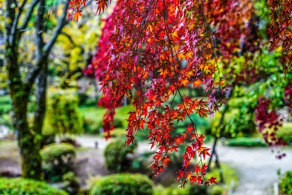 Colorful Autumn leaves, East Garden, Heian-jingu Shrine, Kyoto, Japan.